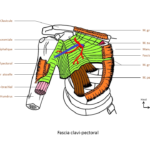 fascia-clavipectoral