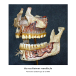 os-maxillaire-et-mandibule